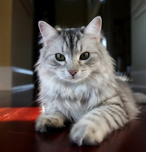 siberian cat hypoallergenic : Biological Science Picture Directory ...