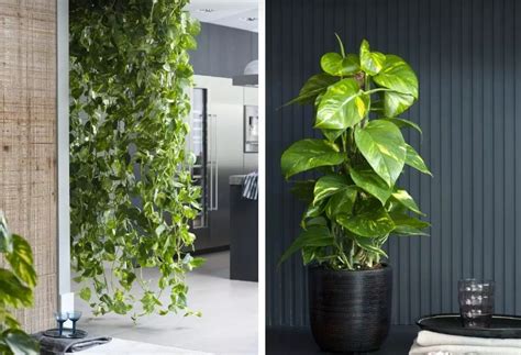 Сциндапсус: комнатная лиана, похожая на плющ.|Еще