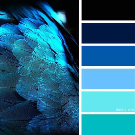 Shades Of Blue Feathers Photo Credit Chasingcolor Colorthemes