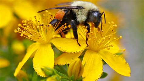 Bumble Bees On Flowers