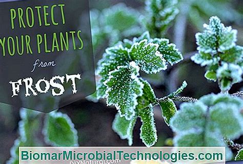 How To Protect Your Plants Frost Cold Dryness 💫 The Site Of The Practical Gardening 2023