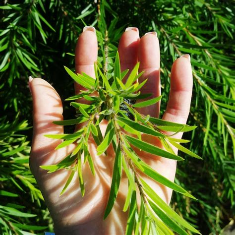 Premium Photo Cropped Hand Holding Tree Branch