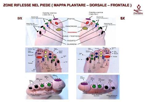 La Riflessologia Plantare Il Piede Visto Dal Riflessologo Artofit