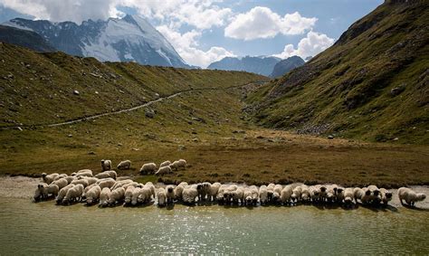 Walliser Schwarznasenschafe Tradition Julen Zermatt