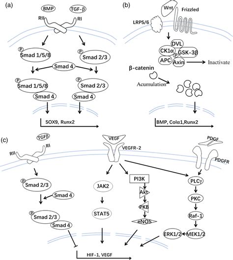 Typical Signaling Pathways Involving The Tendonbone Interface Healing