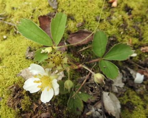 Common Wild Strawberry Flower Flnps