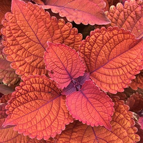 Coleus Main Street Wall Street Waytogrowgreenhouses