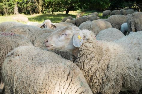 Curious Sheep Herd 2458588 Stock Photo At Vecteezy