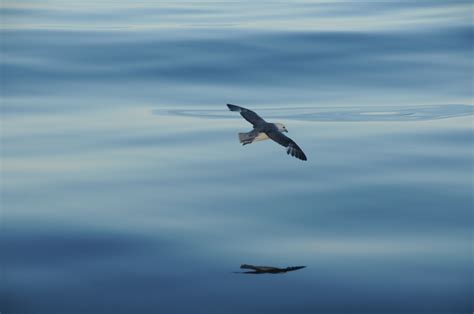 ORI Deep Sea Canyon Rangers and Seamount Guardians - Ocean River Institute