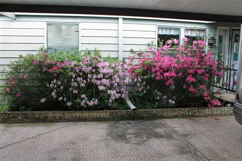 Four Azalea Bushes Olian Flickr