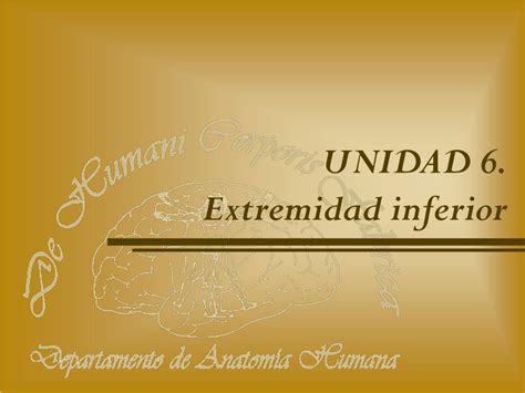 Ppt Unidad 6 Extremidad Inferior Powerpoint Presentation Free