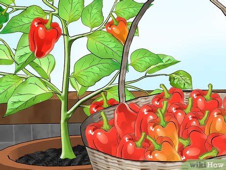 3 Ways to Grow Bell Peppers Indoors - wikiHow