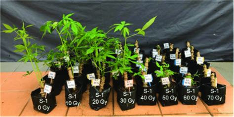 B Effects Of Gamma Irradiation On Budding Shoot Length And Leaf