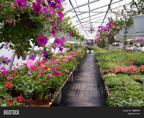 Greenhouse Plants Image & Photo (Free Trial) | Bigstock