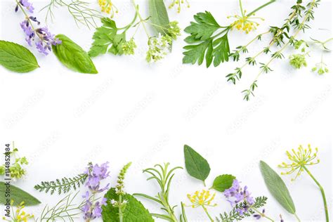 Variety Of Fresh Herbs On White Background Adobe Stock