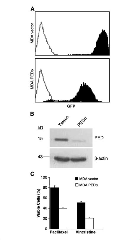 Down Regulation Of Ped In Mda Mb 231 Cells Increases Sensitivity To