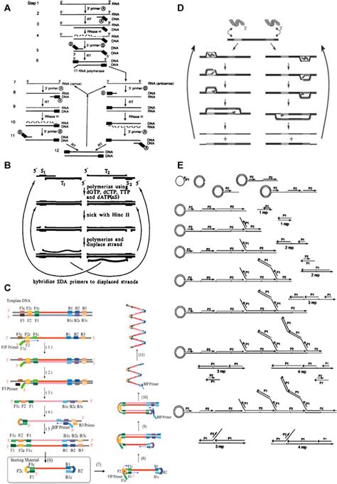 Frontiers Isothermal Amplification Of Nucleic Acids The Race For The