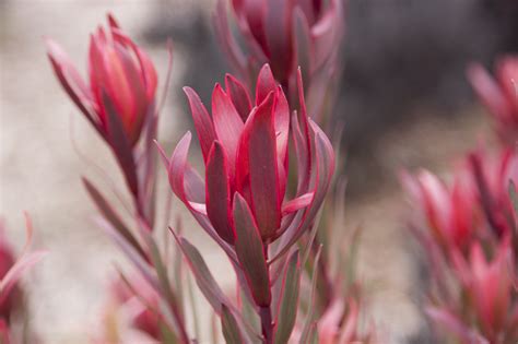 Leucadendron Jolly Joker Proteaflora