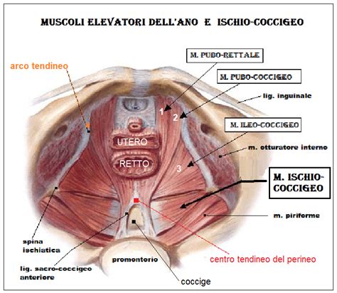 Muscoli Elevatori Dellano Fertilitycenter