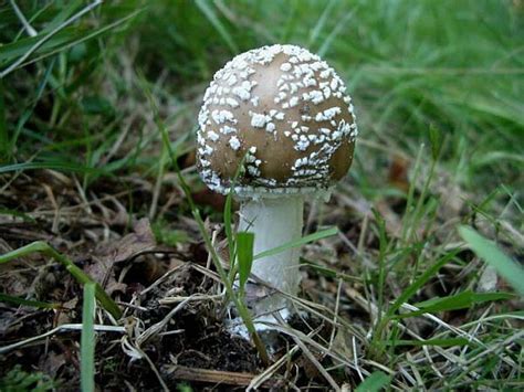 Amanita Pantherina Tambi N Conocida Como Amanita Pantera O Falso