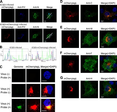 Intracellular Distributions Of Mcherry Tagged L Protein And Other Viral