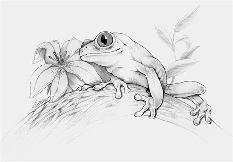 Tree Frog Sketch At PaintingValley Explore Collection Of Tree