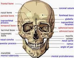 Anatomi Kepala Manusia Penjelasan Lengkap - Riset