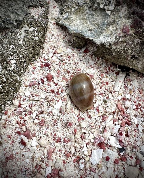 Atlantic Grey Cowry From Bonaire Bq On April At Am By