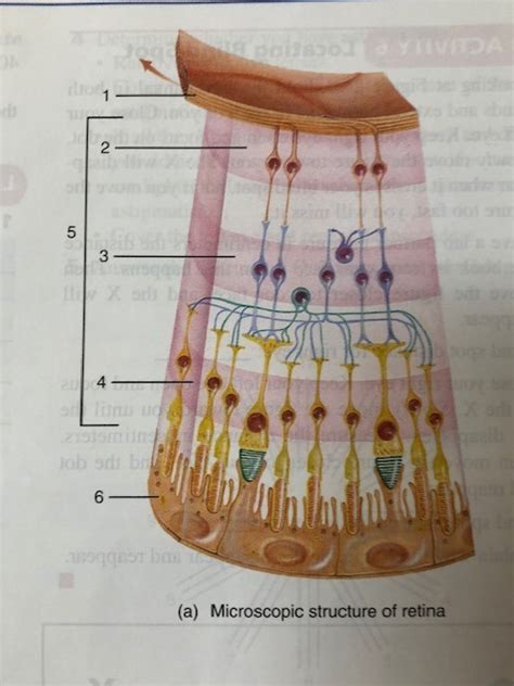 Microscopic Structure Of Retina Diagram Quizlet