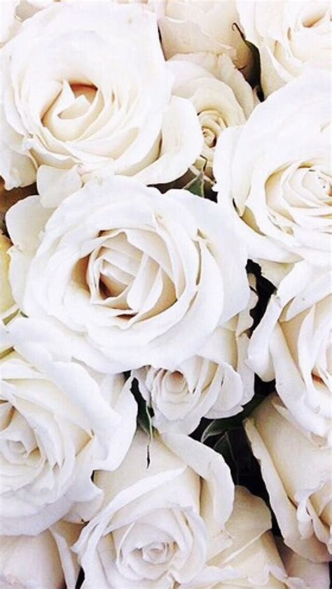 White Rose Aesthetic Wallpaper