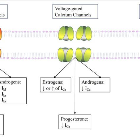 Sex Hormones And Their Biological Functions Download Scientific Diagram