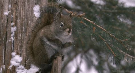 Squirrel GIF - Find & Share on GIPHY