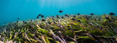 Día Mundial De Los Pastos Marinos Naciones Unidas