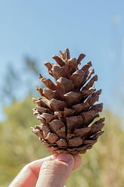 Premium Photo Close Up Of Hand Holding Pine Cone