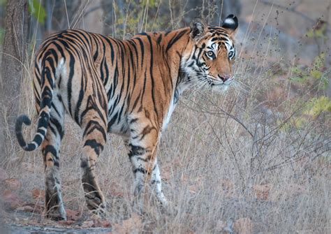 Female Bengal Tiger | Sean Crane Photography