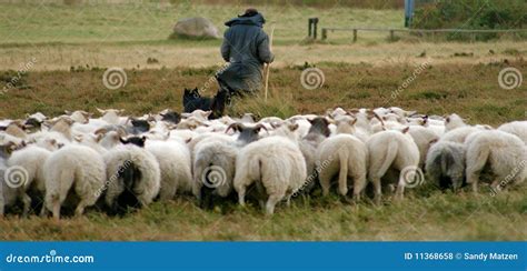 shepherd  sheep royalty  stock image cartoondealercom