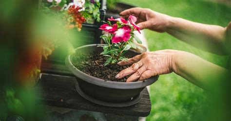 Adubos Caseiros Poderosos Para Fazer As Plantas Darem Flor