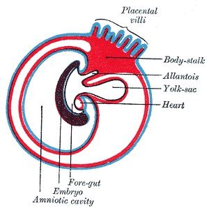 Embryology Placenta Statpearls Ncbi Bookshelf