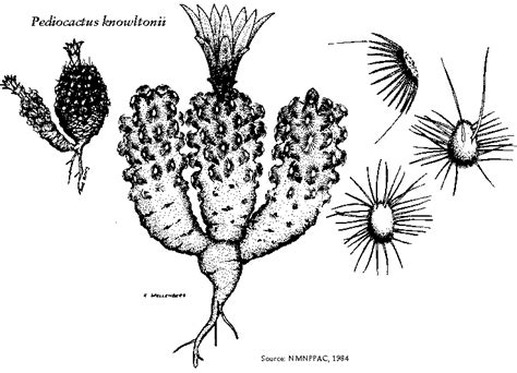 Pediocactus Knowltonii Knowlton Cactus New Mexico Rare Plants