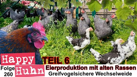 Greifvogelsicherer Auslauf Mit Wechselweide Eierproduktion Mit Alten