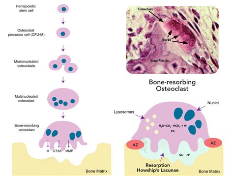 Bone Remodeling Process Bone Resorption Biogennix