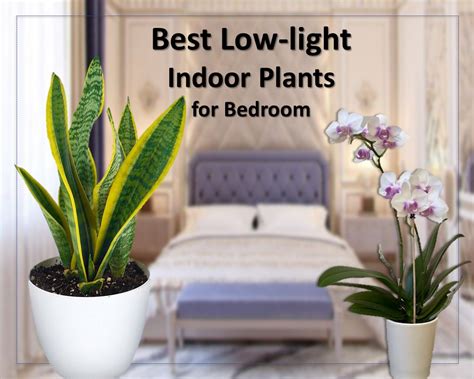 Top 10 Low-Light Indoor Plants for Bedroom in 2024: Tried and True ...