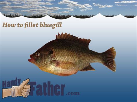 How To Fillet Bluegill 8 Simple Steps Handy Father Llc