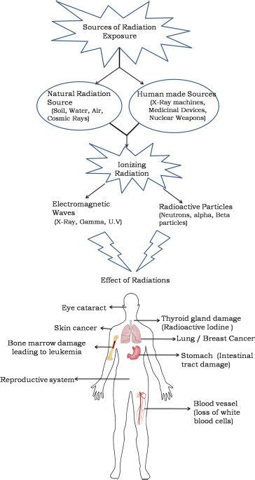 district Etapă extremiştii how radiation affects the human body pată ...