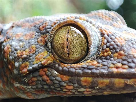 Gecko Eye Macro Photography 21148676 Stock Photo At Vecteezy