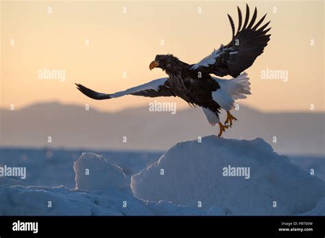 Asia Japan Hokkaido Rausu Shiretoko Peninsula Steller S Sea Eagles