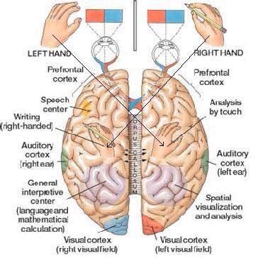 Stroke Wise All About Your Brain