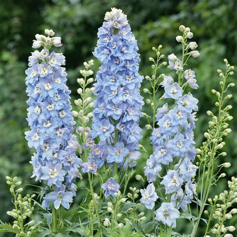 buy delphinium plants   shop proctors nursery