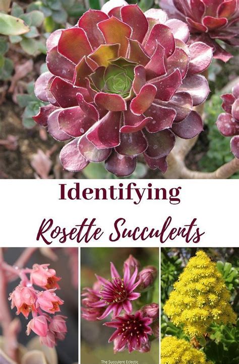 Rosette Succulent Types Identification Infographic Artofit