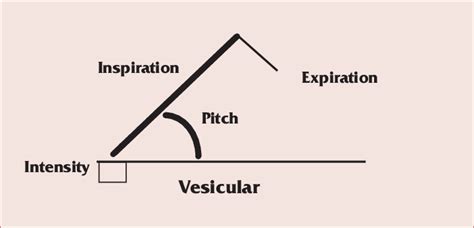 Vesicular Breath Sounds Consisting Of A Quiet Wispy Inspiratory Phase